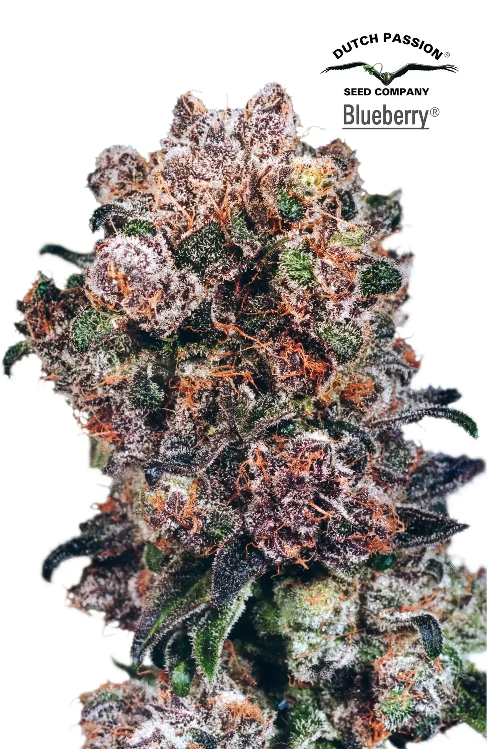 Blueberry – Dutch Passion Blueberry – Dutch Passion