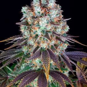 Bruce Banner – Barney's Farm