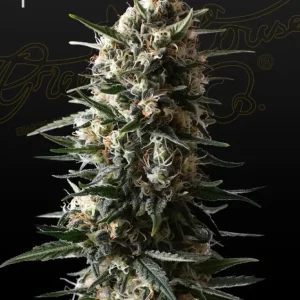 Bubba Slush – Green House Seeds