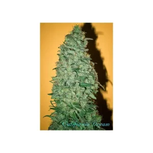California Dream – nasiona feminizowane Mandala Seeds