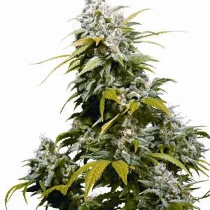 California Indica – Sensi Seeds