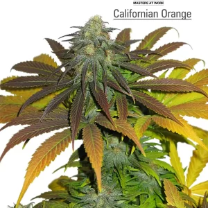 Californian Orange – Dutch Passion