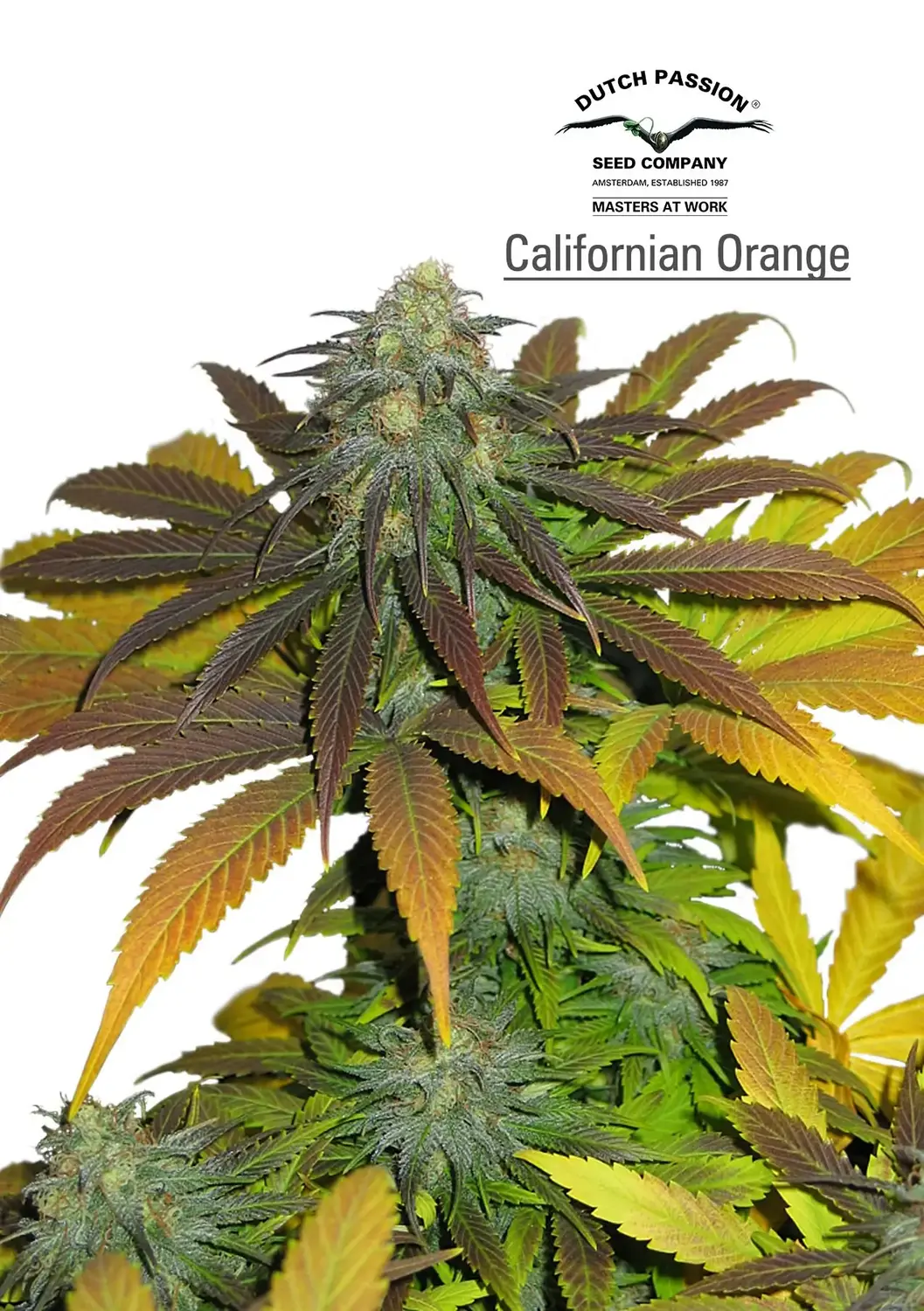 Californian Orange – Dutch Passion Californian Orange – Dutch Passion