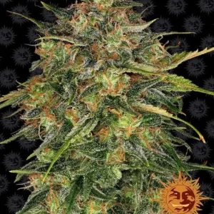 Pineapple Express – Barney's Farm