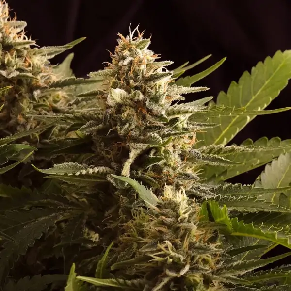 Colombian Jack – Kannabia Seeds Colombian Jack – Kannabia Seeds