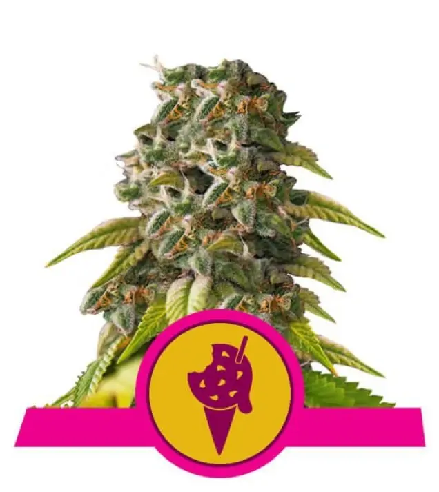 Cookies Gelato – Royal Queen Seeds Cookies Gelato – Royal Queen Seeds