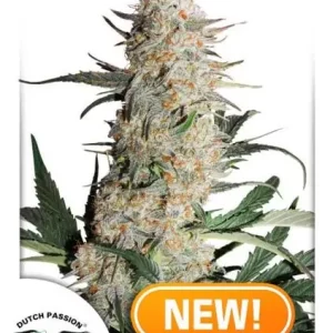 Critical Orange Punch – Dutch Passion