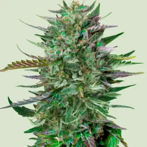 Do-Si-Dos – Royal Queen Seeds