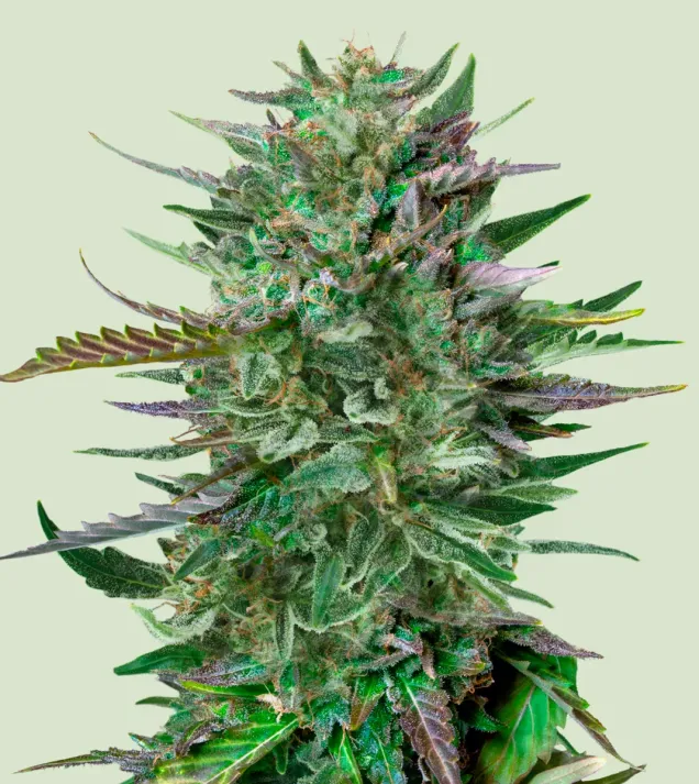 Do-Si-Dos – Royal Queen Seeds Do-Si-Dos – Royal Queen Seeds