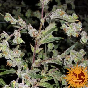 Dr Grinspoon – Barney's Farm