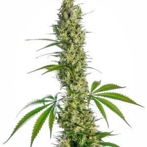 Eagle Bill Regular – Sensi Seeds