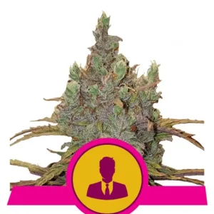 El Patron – Royal Queen Seeds