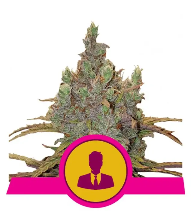 El Patron – Royal Queen Seeds El Patron – Royal Queen Seeds