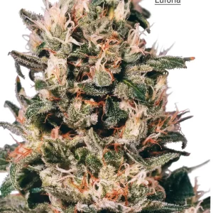 Euforia – Dutch Passion
