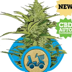 Fast Eddy Auto CBD – Royal Queen Seeds