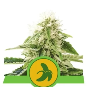 Fat Banana Auto – Royal Queen Seeds