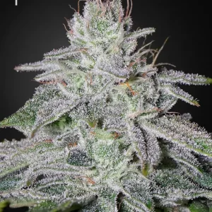 Franco's Lemon Cheese – Green House Seeds