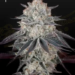 Fullgas – Green House Seeds