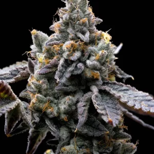 Cookies Kush Auto – Barney's Farm