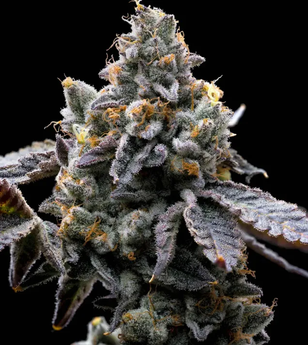 GMO Cookies – Barney's Farm GMO Cookies – Barney's Farm