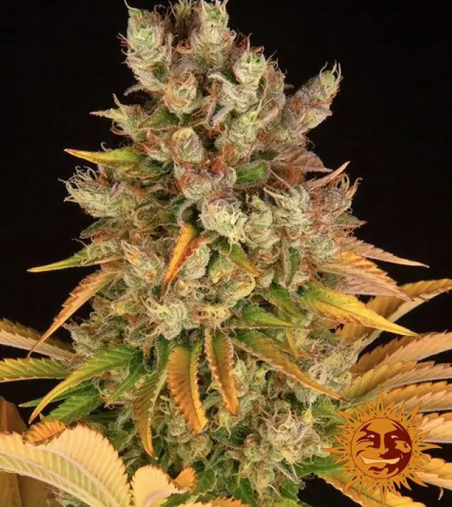 GMO – Barney's Farm GMO – Barney's Farm