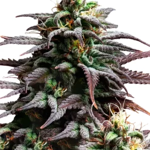 Granddaddy Purple Auto – Royal Queen Seeds
