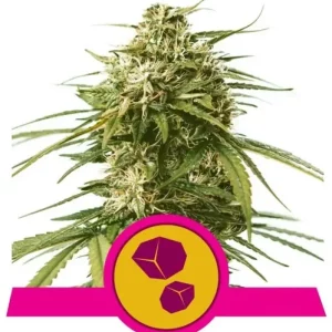 Gushers – Royal Queen Seeds