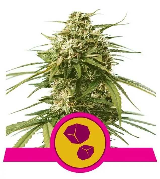 Gushers – Royal Queen Seeds Gushers – Royal Queen Seeds