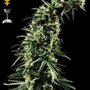 Hawaiian Snow – Green House Seeds