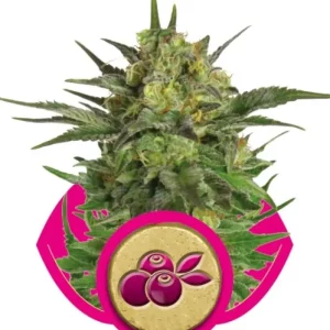 Haze Berry – Royal Queen Seeds