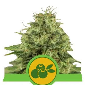 Haze Berry Auto – Royal Queen Seeds