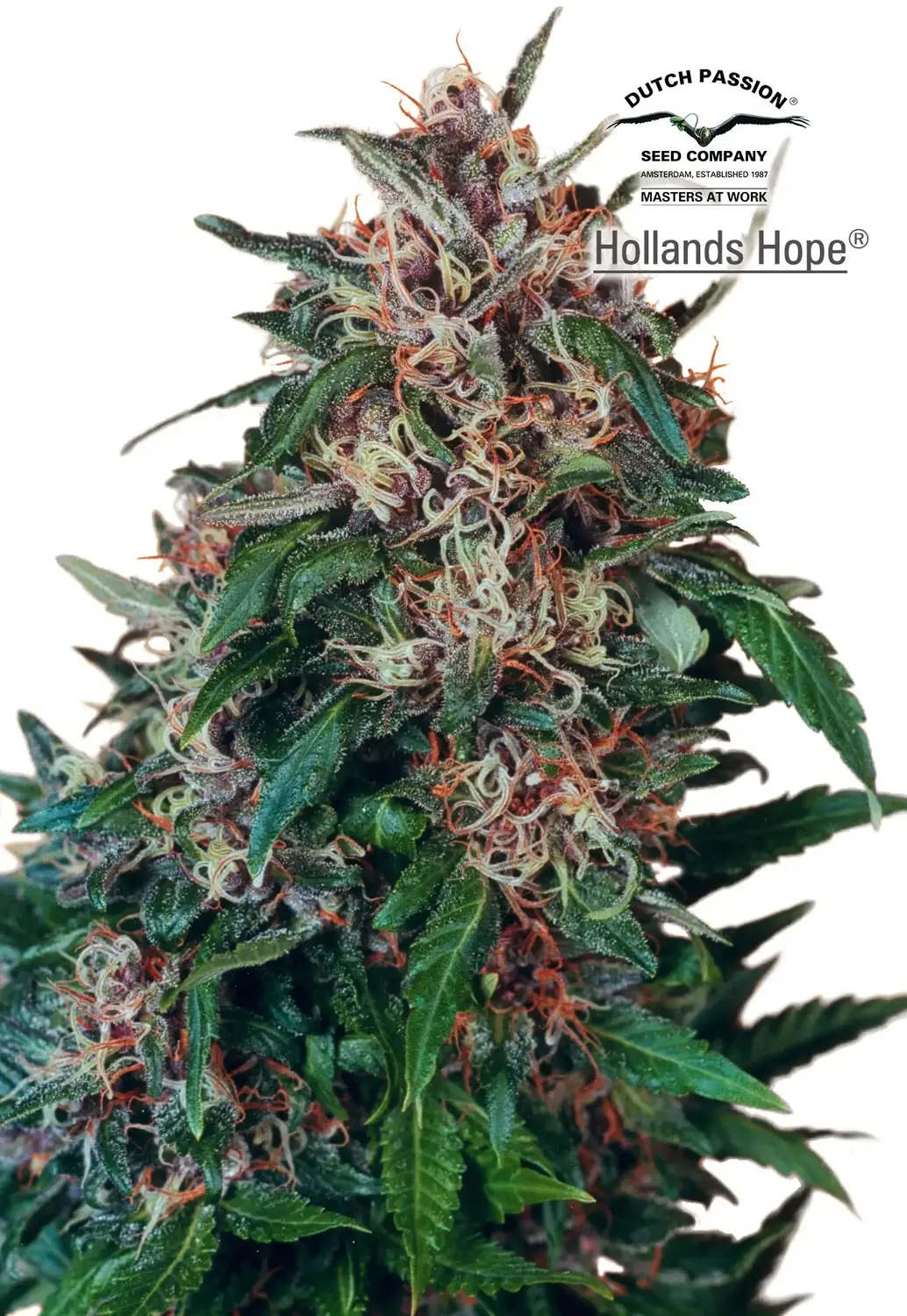 Hollands Hope – Dutch Passion Hollands Hope – Dutch Passion