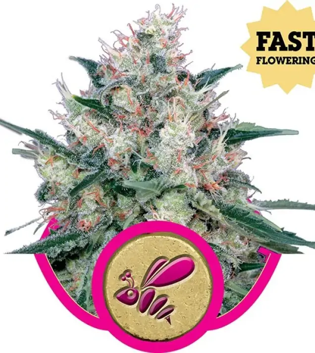 Honey Cream Fast Flowering – Royal Queen Seeds Honey Cream Fast Flowering – Royal Queen Seeds