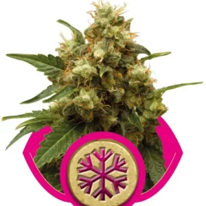 Ice – Royal Queen Seeds