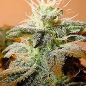Indoor Mix – Female Seeds