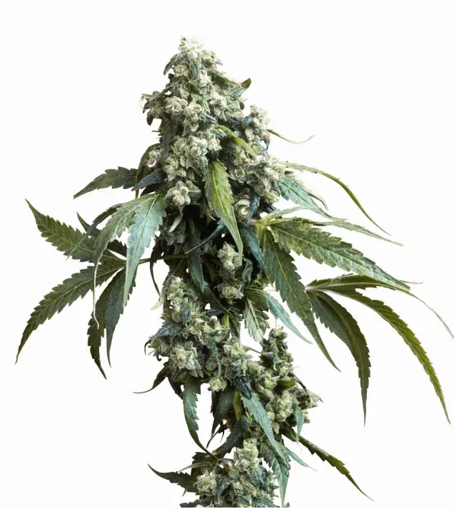 Jack Flash 5 – Sensi Seeds Jack Flash 5 – Sensi Seeds