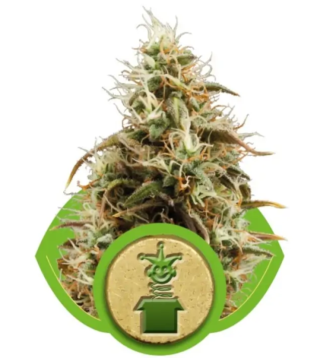 Royal Jack Auto – Royal Queen Seeds Royal Jack Auto – Royal Queen Seeds