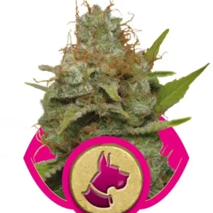 Kali Dog – Royal Queen Seeds