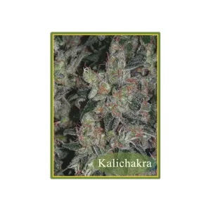 Kalichakra Regular – Mandala Seeds