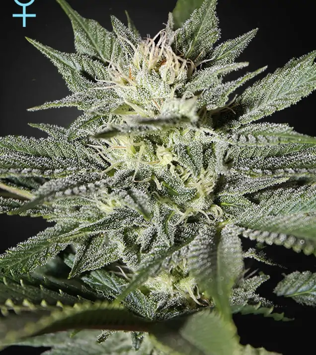 King's Kush CBD – Green House Seeds King's Kush CBD – Green House Seeds