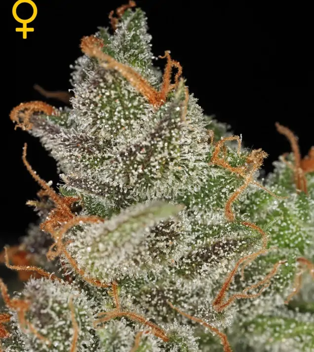 King's Kush – Green House Seeds King's Kush – Green House Seeds