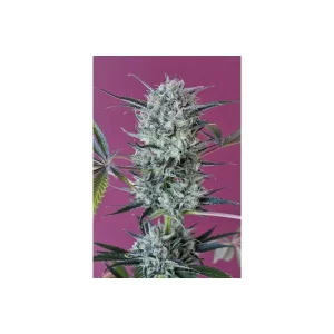 Krystalica Regular – Mandala Seeds