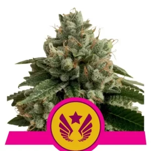 Legendary Punch – Royal Queen Seeds