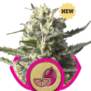 Lemon Shining Silver Haze – Royal Queen Seeds
