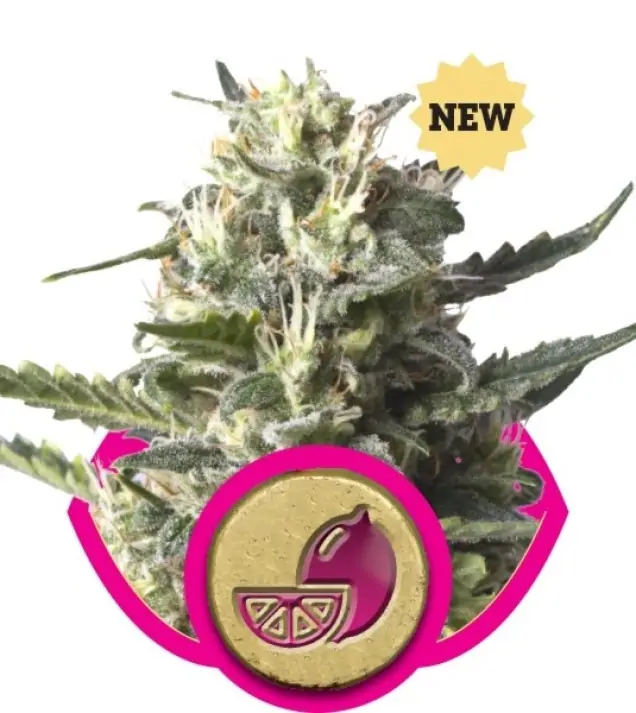 Lemon Shining Silver Haze – Royal Queen Seeds Lemon Shining Silver Haze – Royal Queen Seeds