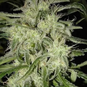 AK-48 – Nirvana
