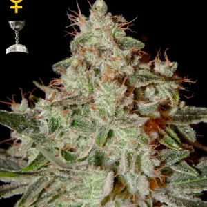 Lemon Skunk – Green House Seeds