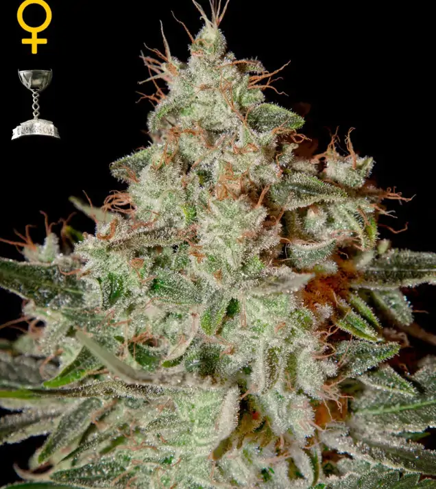 Lemon Skunk – Green House Seeds Lemon Skunk – Green House Seeds