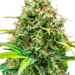 Lemon Skunk – Royal Queen Seeds