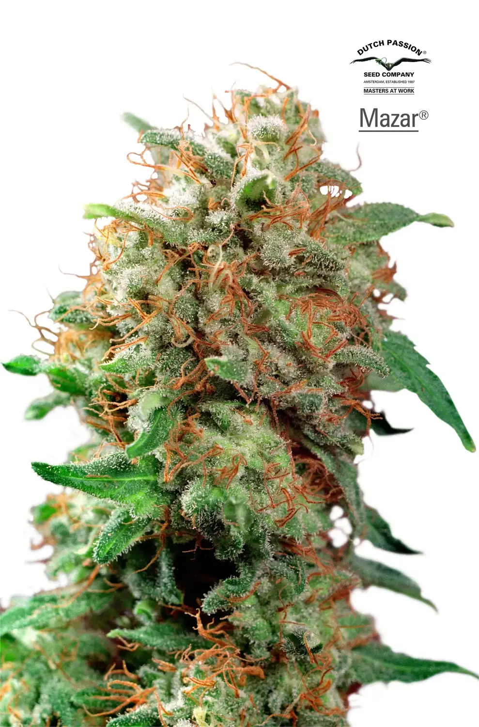 Mazar – Dutch Passion Mazar – Dutch Passion